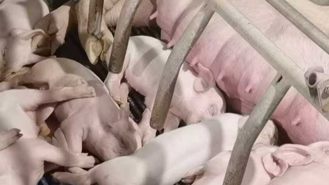 采精生产技术人才,生产技术