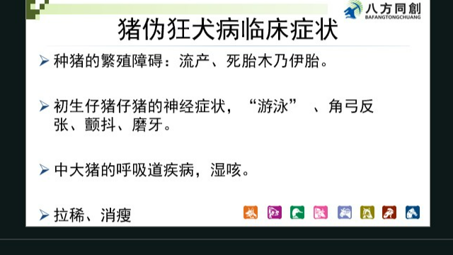 廣西偽狂犬免疫 貼心服務 創(chuàng)宏生物供應