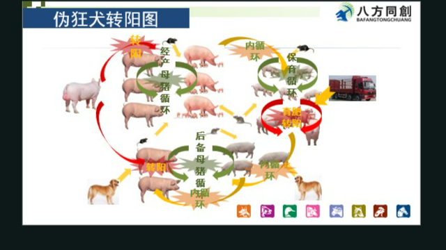 育肥猪场伪狂犬耐热工艺,伪狂犬