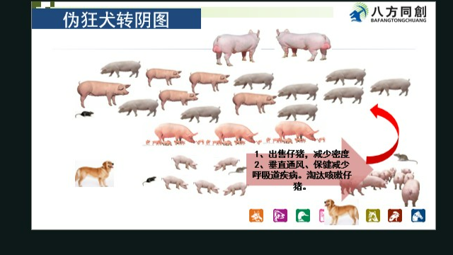 伪狂犬自然缺失