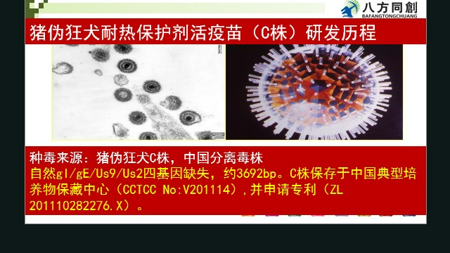 育肥猪场伪狂犬耐热工艺,伪狂犬