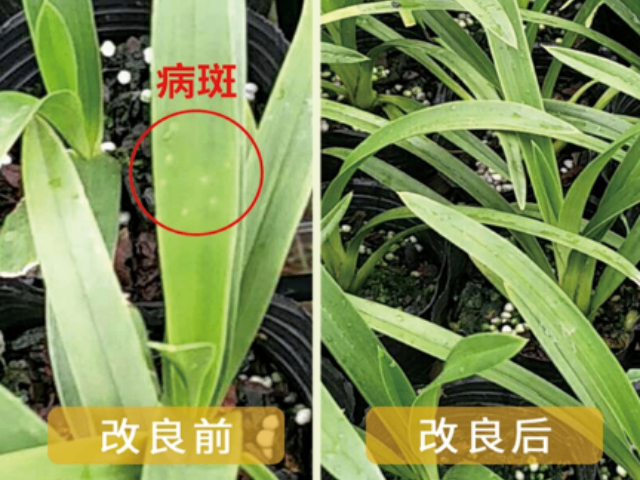 浙江湖州農產品品質提升農業微生物菌劑設施作物 歡迎咨詢 上海乾界生物科技供應