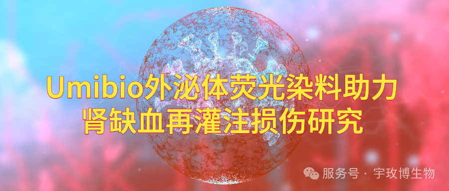IF=12.5宇玫博熒光標(biāo)記染料助力客戶腎缺血再灌注損傷研究