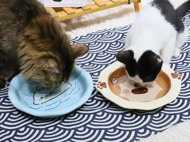 成猫猫碗厂家现货,猫碗