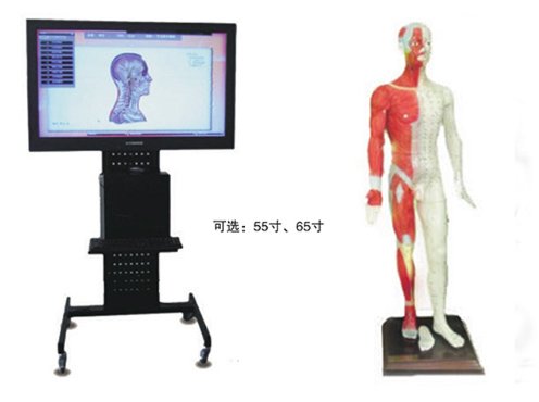 人體針灸穴位數(shù)字交互系統(tǒng)