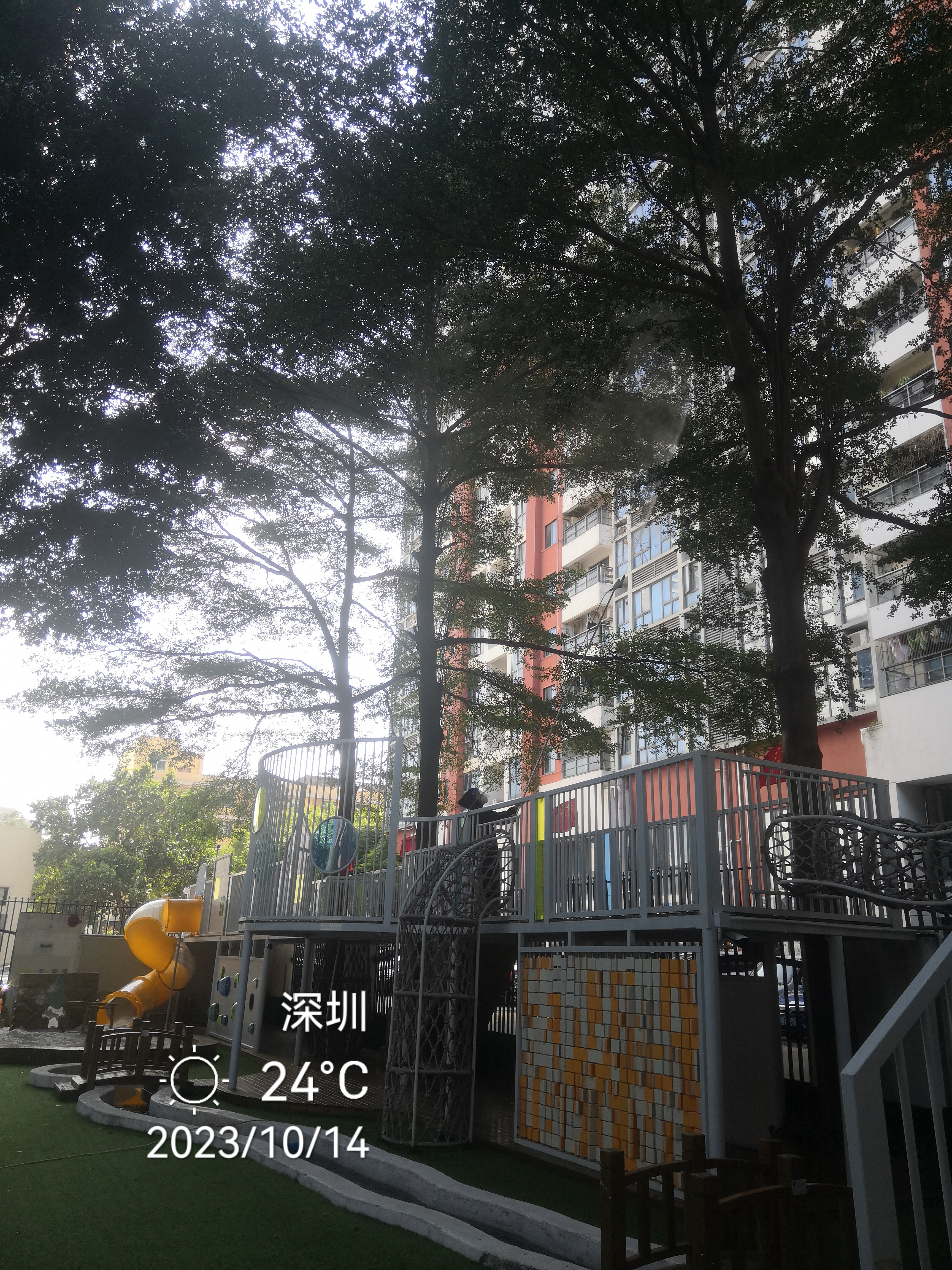幼兒園榕樹消殺