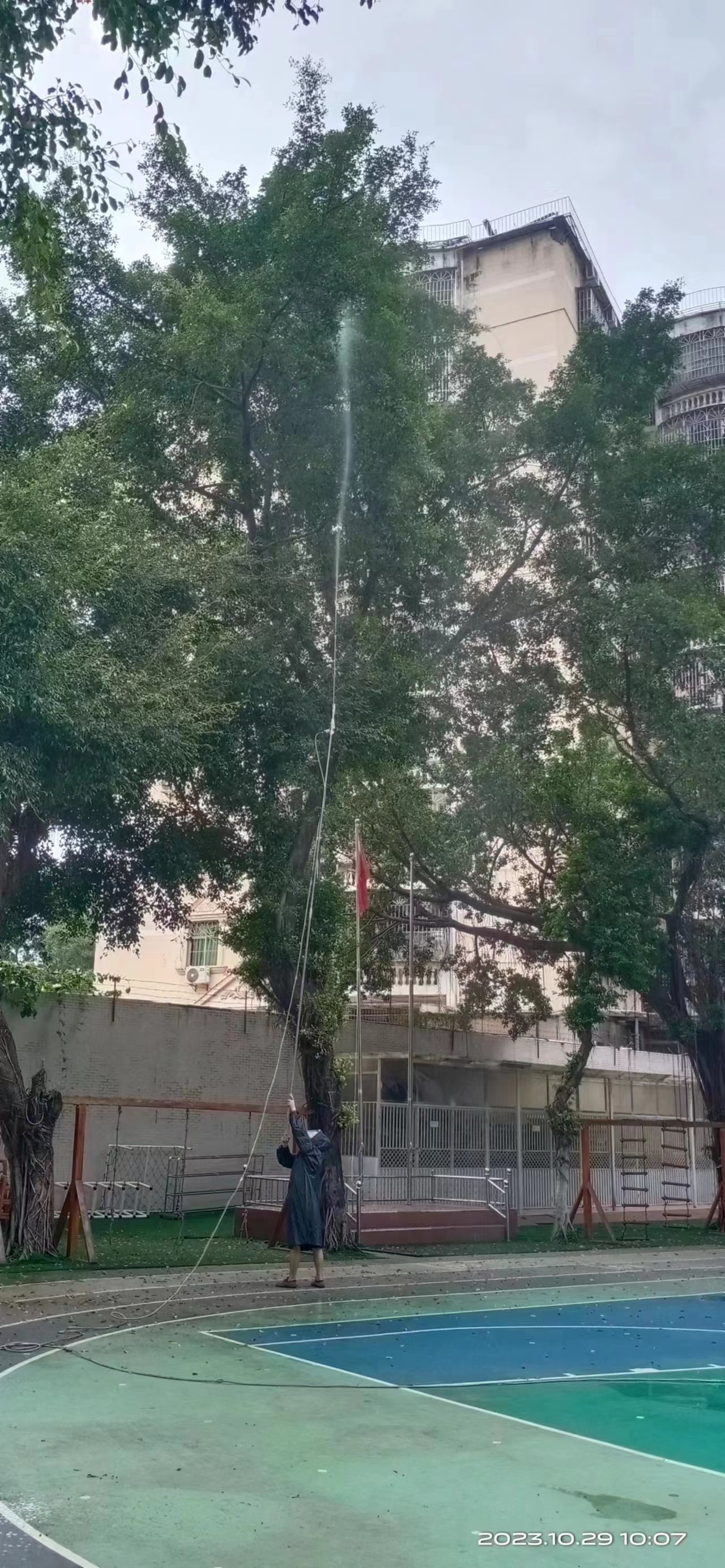 愛聯(lián)幼兒園榕樹消殺