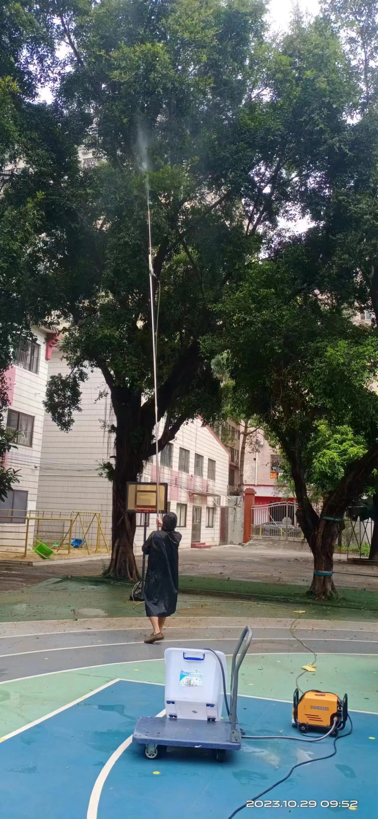 愛聯(lián)幼兒園榕樹消殺