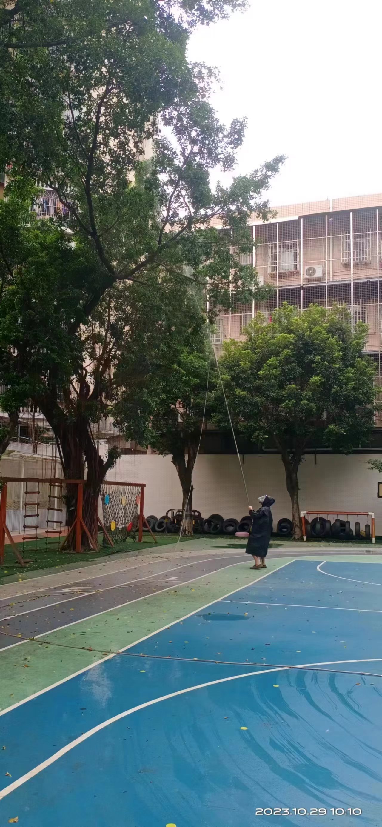 愛聯(lián)幼兒園榕樹消殺