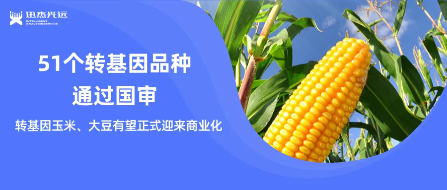 51個轉基因品種通過國審！轉基因產業化節奏再迎實質性推進！