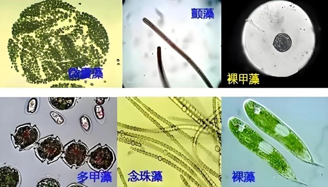 惟精環(huán)境藻類智能分析監(jiān)測(cè)系統(tǒng)，為水源安全貢獻(xiàn)科技力量！