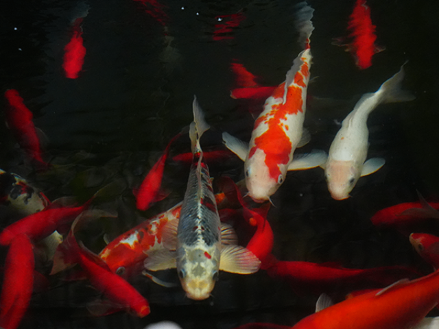 浙江錦鯉魚(yú)池過(guò)濾器公司 常州廣成科技供應(yīng)