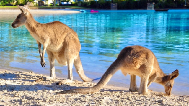 澳洲市場崗位工作簽證申請條件 歡迎來電 瓔騰教育科技供應(yīng)