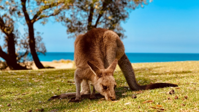 上海辦理老年護(hù)理澳洲移民選哪家中介 推薦咨詢 瓔騰教育科技供應(yīng)