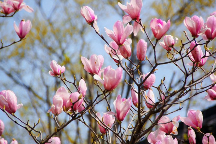 芬蘭高考生國(guó)際班招生辦 蘇州繪夢(mèng)空間網(wǎng)絡(luò)科技供應(yīng)