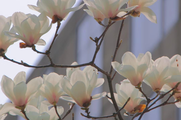 芬蘭專升本留學(xué)咨詢機構(gòu),芬蘭留學(xué)
