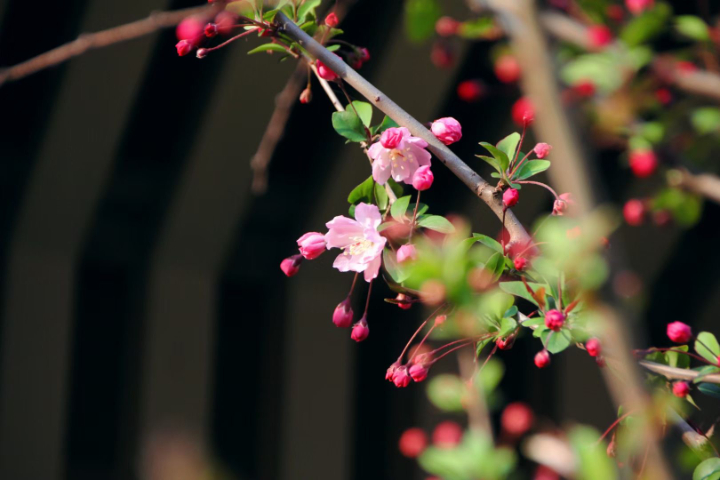 赴芬蘭留學價格,芬蘭留學