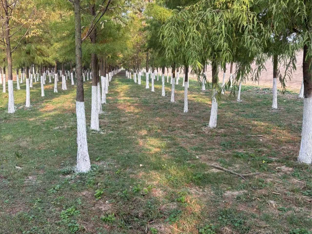 廣州秋冬樹木涂白劑加盟商