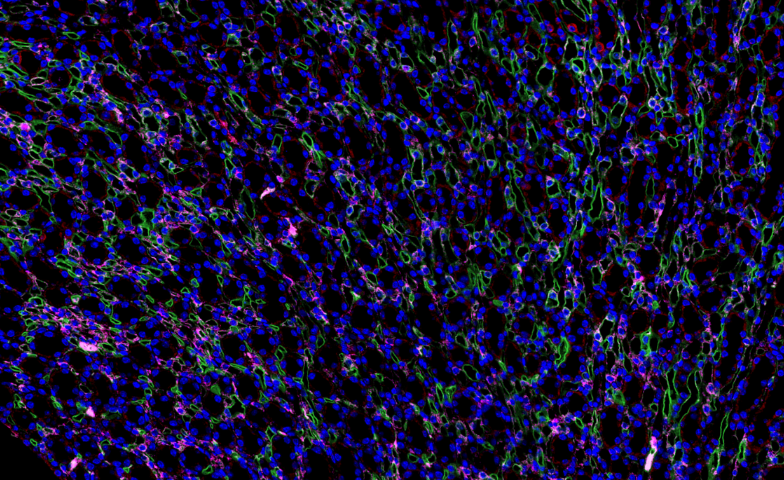 山東油紅O全景掃描銷售電話 南京有夢(mèng)生物科技供應(yīng)