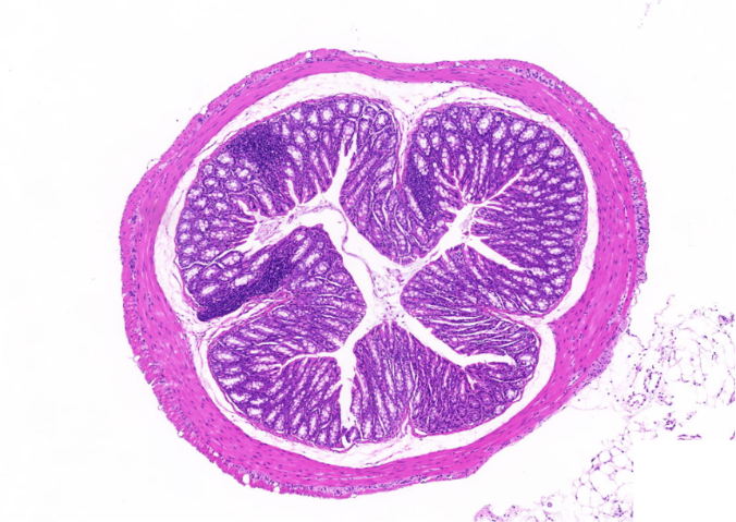 山西熒光全景掃描歡迎選購 南京有夢生物科技供應