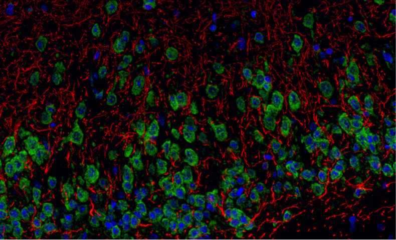 重慶天狼猩紅全景掃描銷售電話 南京有夢生物科技供應(yīng)