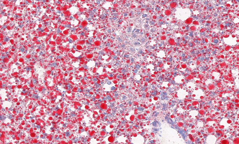 江蘇全景掃描大概價(jià)格 南京有夢(mèng)生物科技供應(yīng)