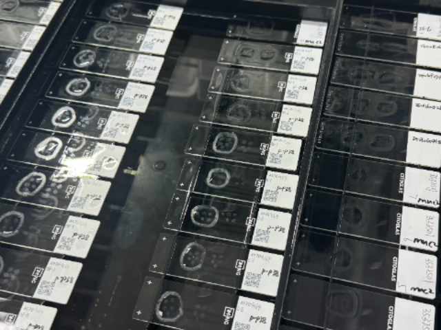 上海牛科研一抗怎么样 南京有梦生物科技供应