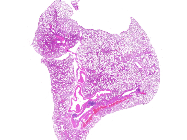 中國香港腦組織病理切片電話多少 南京有夢生物科技供應(yīng)