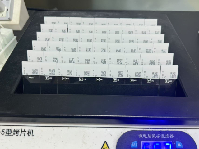南京小鼠病理切片銷售,病理切片