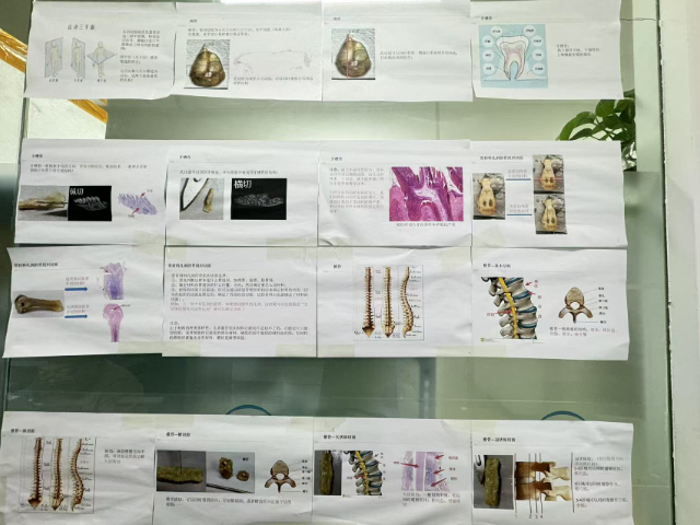 北京病理切片怎么樣 南京有夢生物科技供應(yīng)