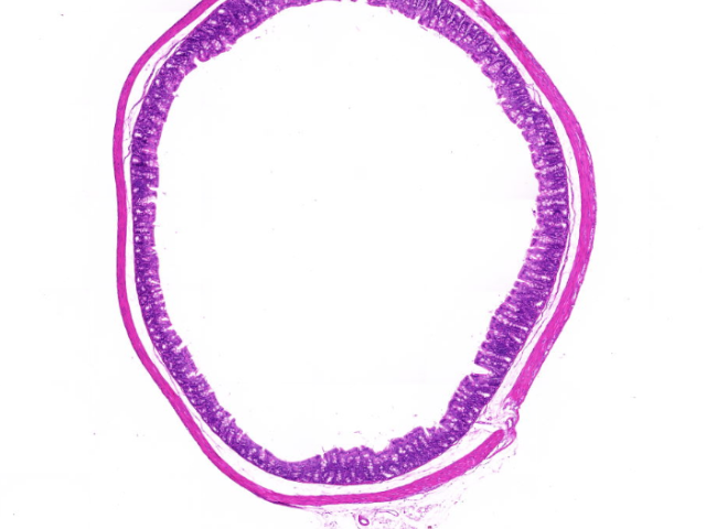 江西哪里有病理切片銷售 南京有夢生物科技供應