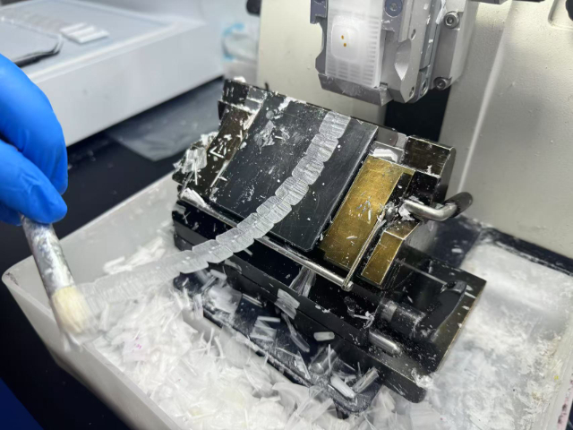 河南肝臟病理切片銷售電話 南京有夢生物科技供應