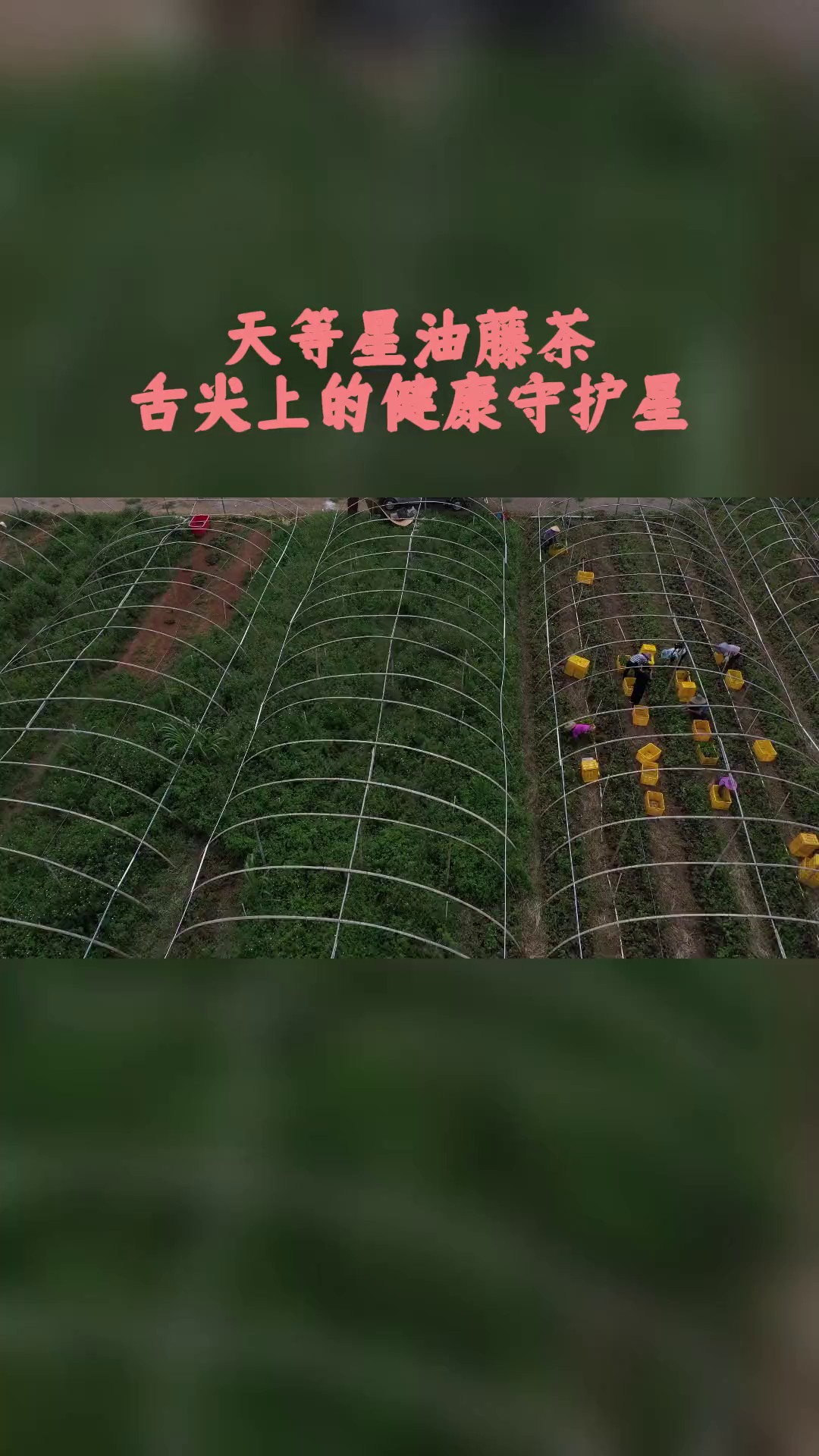 四川有机星油藤茶专卖店,星油藤茶