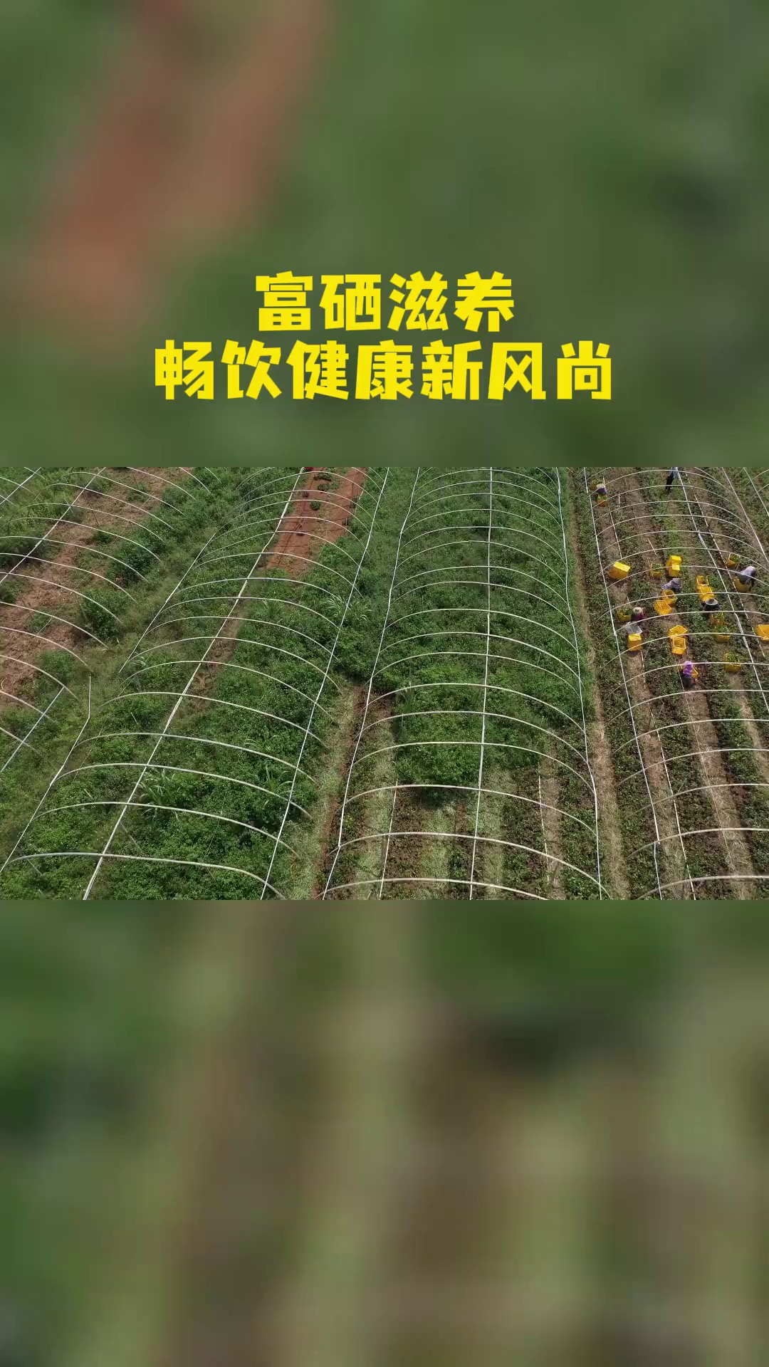 广东国产星油藤茶互惠互利,星油藤茶