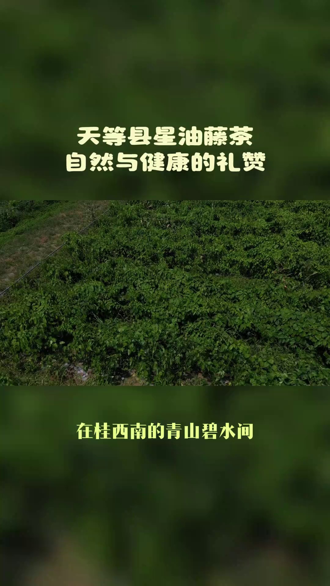 青海哪里有星油藤茶供应链,星油藤茶
